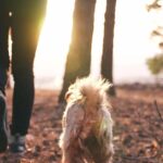 Grief Coach for Pet Loss Program Support That Heals the Heart After Saying Goodbye