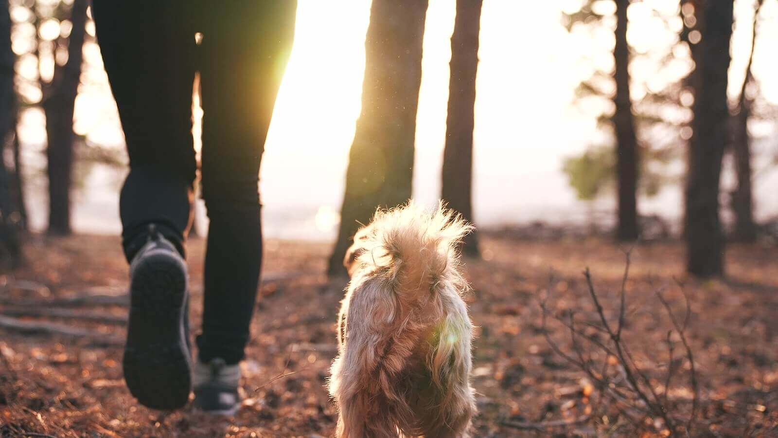 Grief Coach for Pet Loss Program: Support That Heals the Heart After Saying Goodbye