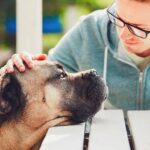 Pet Loss Counseling Certification – How to Build a Compassionate Career Supporting Grieving Pet Owners