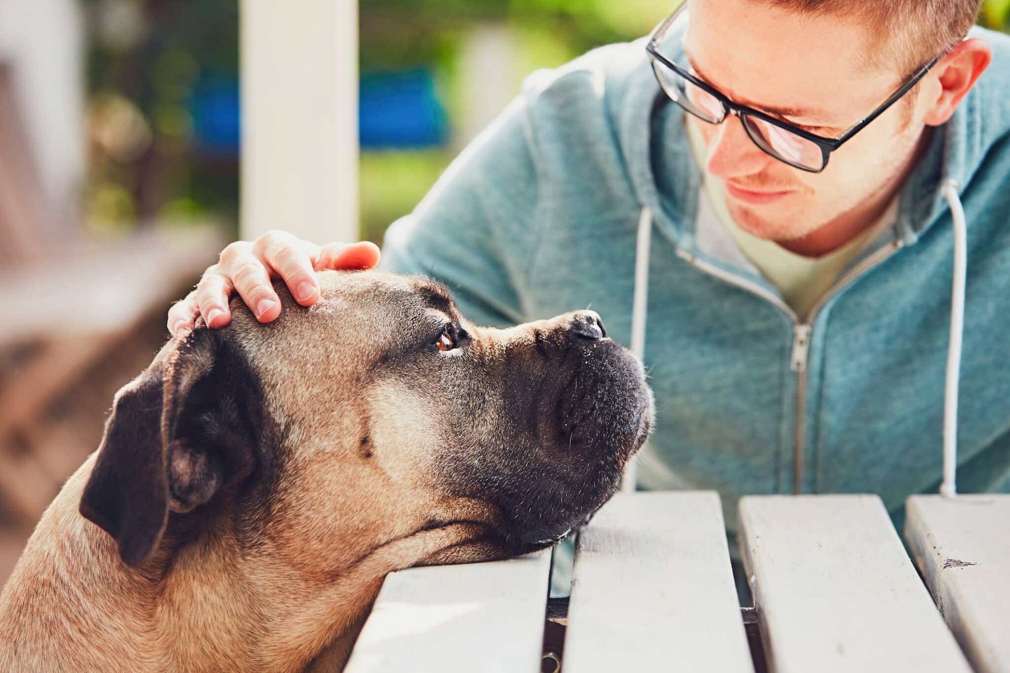 Pet Loss Counseling Certification – How to Build a Compassionate Career Supporting Grieving Pet Owners